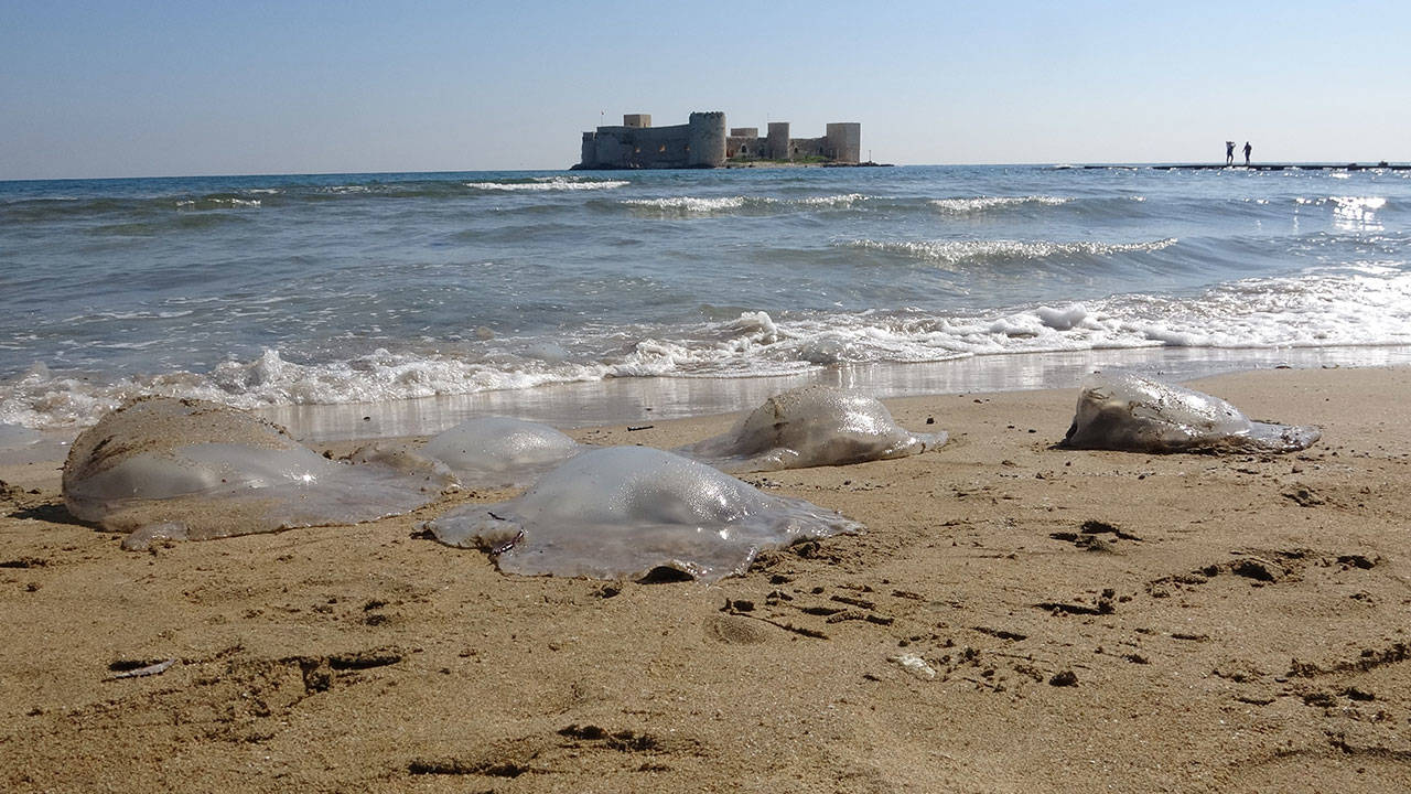 Akdeniz kıyılarını denizanaları bastı: Yüzlercesi, Kızkalesi sahiline vurdu