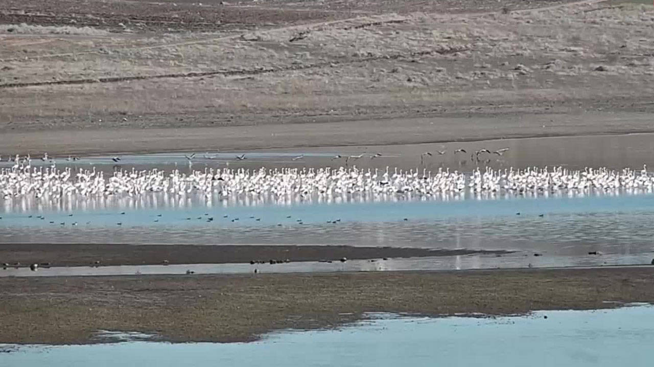 Kürsel ısınma etkisi: Flamingolar Gelingüllü’ye erken geldi