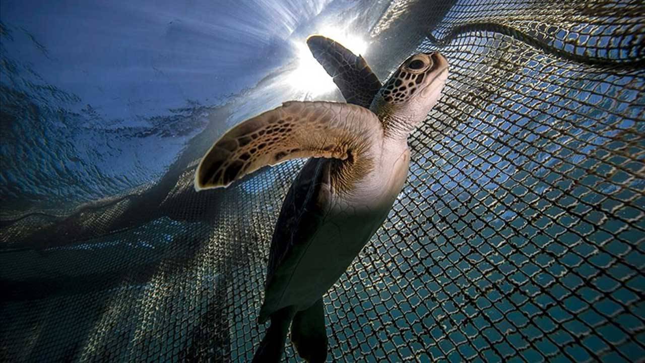 Zanzibar’da deniz kaplumbağası yiyen 9 kişi öldü, 78 kişi tedavi altında!