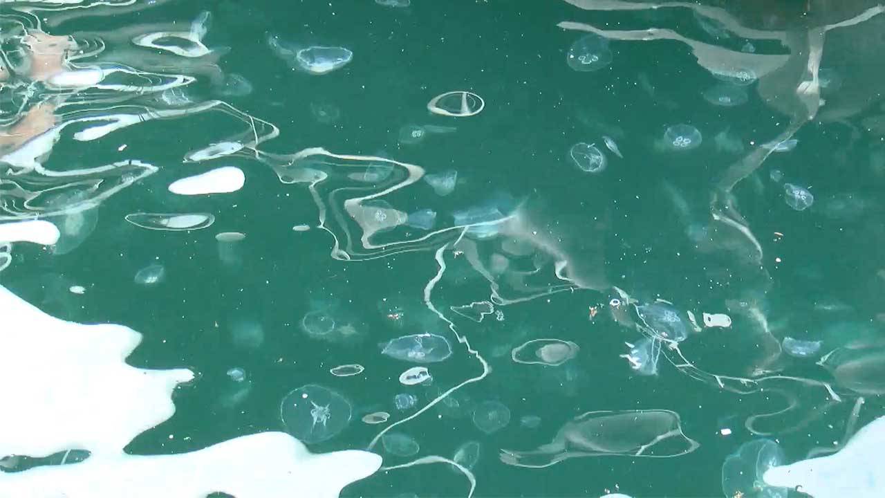 Marmara Denizi’nde ısı yükseliyor: Denizanası popülasyonunda artış, müsilaj tehlikesi!