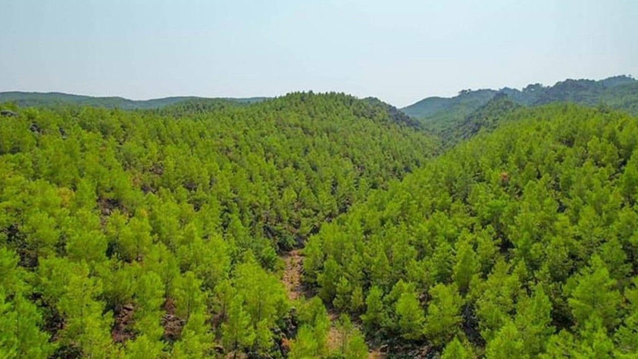 Mersin’de birbirlerine komşu iki ormanlık talana açılıyor: Proje onaylandı