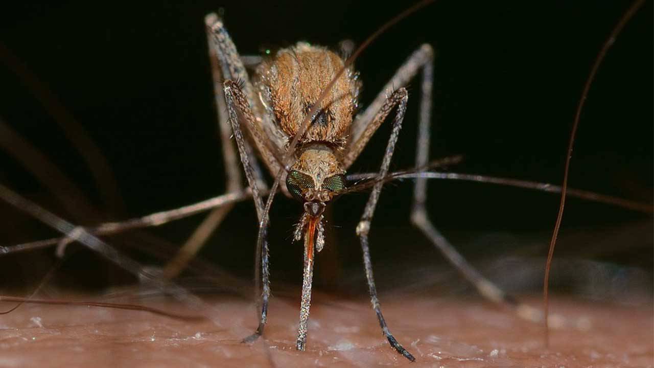 Çukurova’da sinek popülasyonunda artış bekleniyor: Veteriner hekimlerden ‘şark çıbanı’ uyarısı