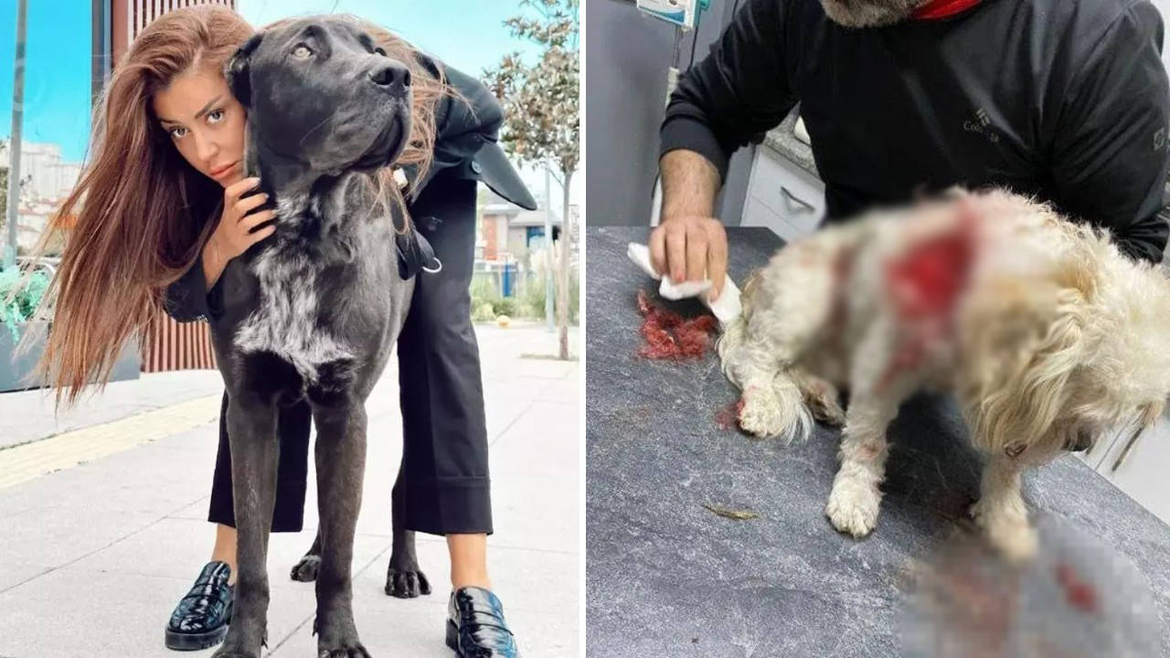 Banu Parlak'ın köpeği, saldırdığı komşusunun köpeğini öldürdü