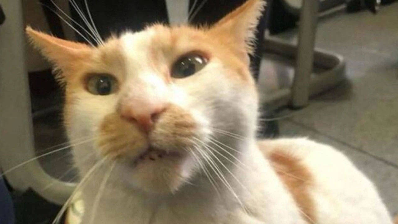 Kedi Faruk’tan iyi haber: "Hayati tehlikeyi atlattı"