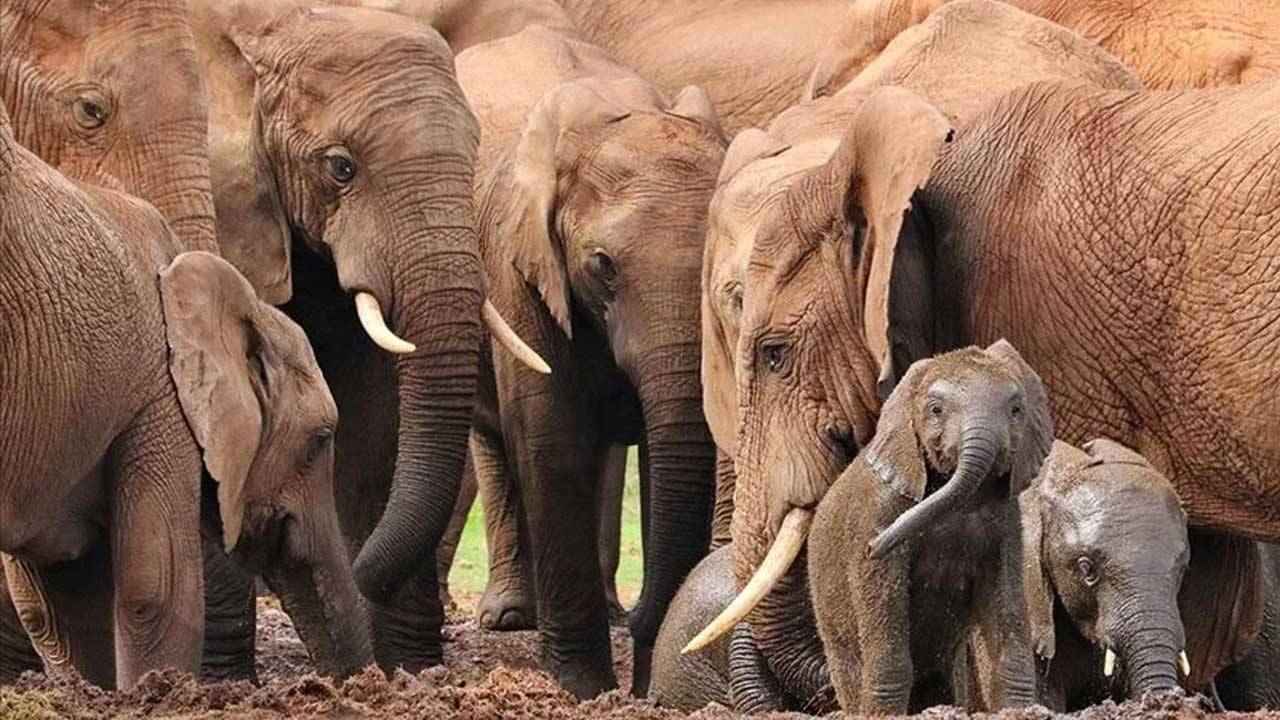 Botsvana'dan Almanya'ya 'fil' tehdidi: 20 bin tane göndeririz