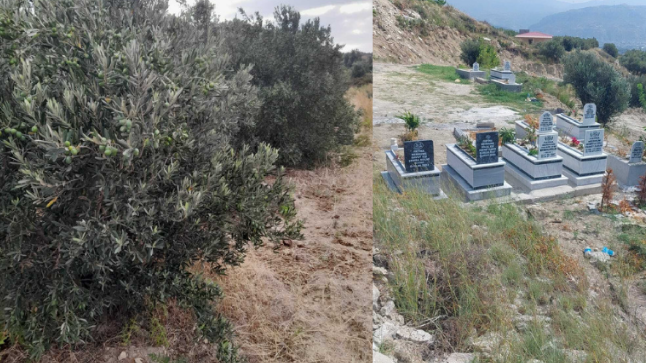 Hatay'da mezarlık için zeytin ağaçlarını kimin söktüğü faili meçhul kaldı