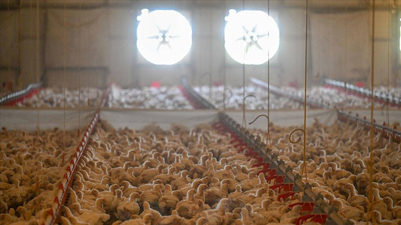 TÜİK verileri: Tavuk eti üretimi şubatta azaldı