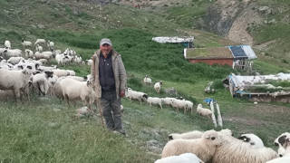 Köyünü savunduğu için koyunlarından oldu: Çevre davaları yeni geçim kapısı