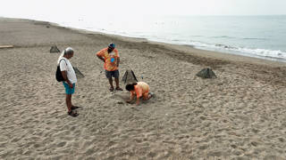 Deniz kaplumbağaları için kafesleme yöntemiyle yapılan yuva sayısı 2 bin 551e ulaştı