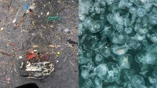 Marmara Denizinde denizanası işgali: "Depremden sonraki en büyük tehlike"