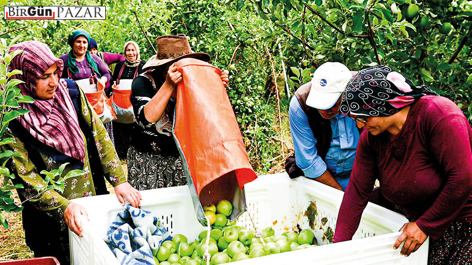Küçük Köylülükten Mevsimlik İşçiliğe: Tarımda emeğin dönüşümü