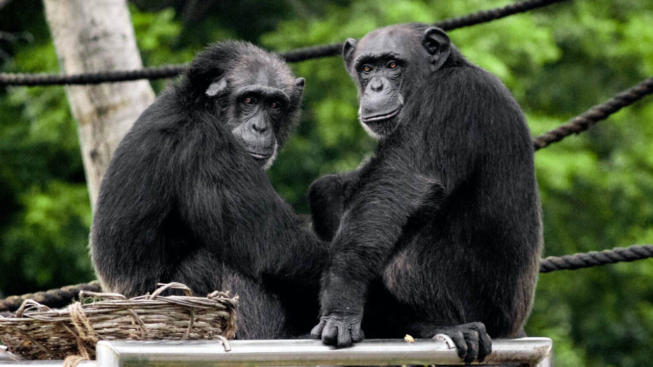 Şempanzeler ve menopoz