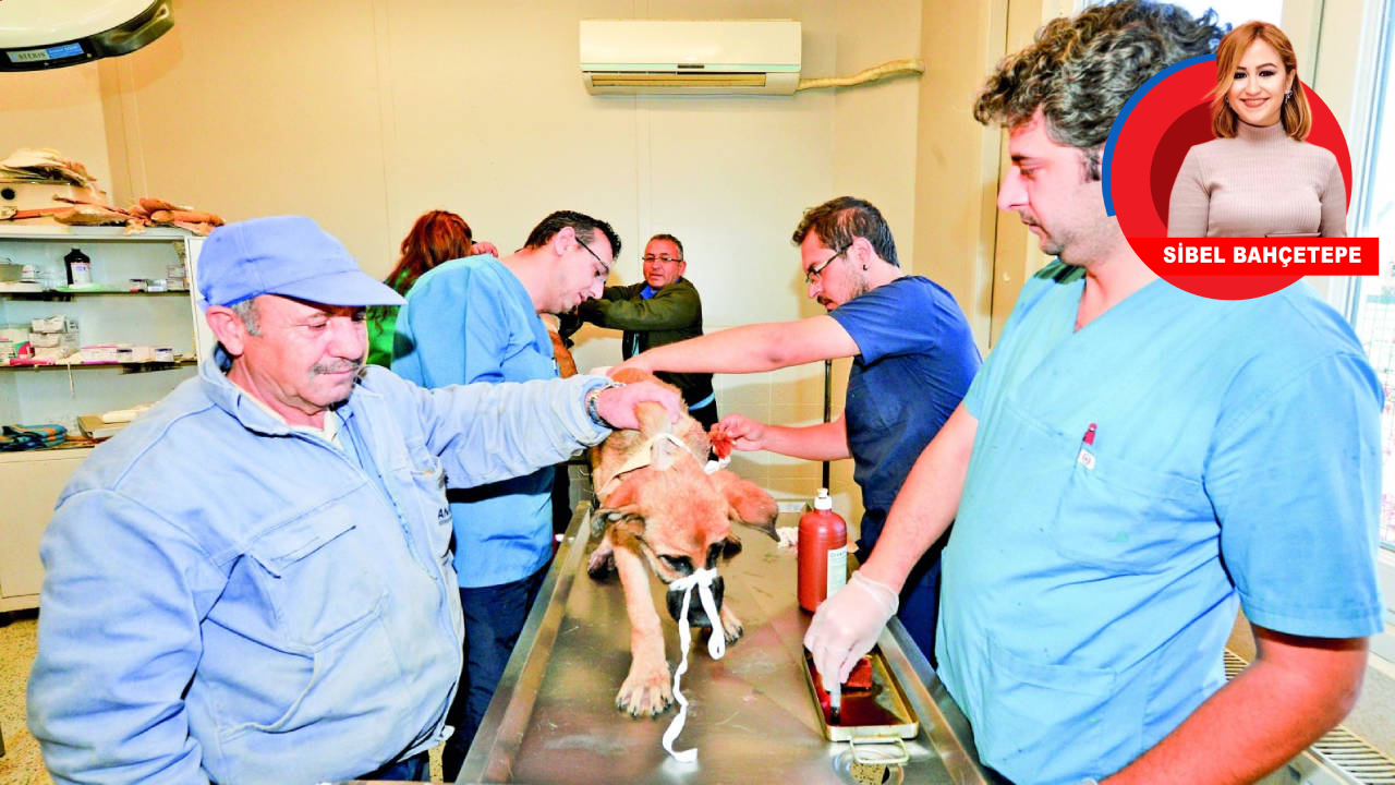 Veteriner hekimler Ankara'da bir araya geliyor